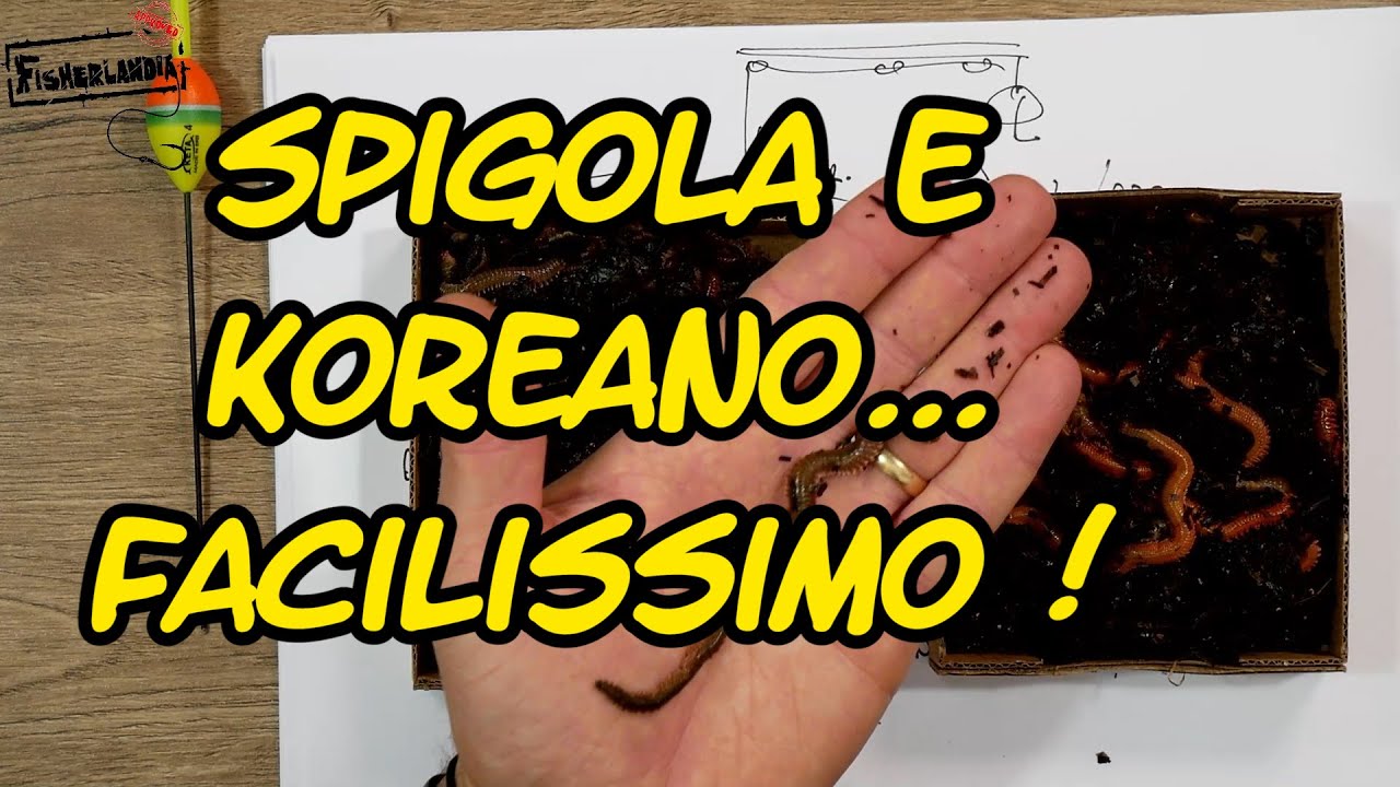 SPIGOLA E KOREANO FACILISSIMO - MONTATURA ED INNESCO