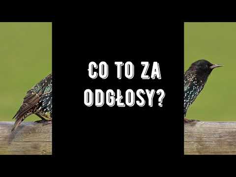 Wideo: Zagadki O Ptakach Gamayun - Alternatywny Widok