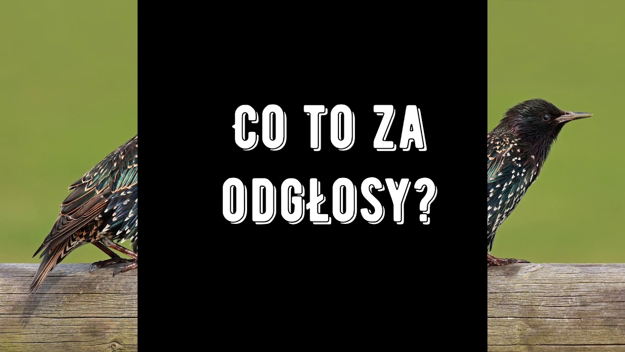 ZAGADKI O PTAKACH I ODGŁOSY