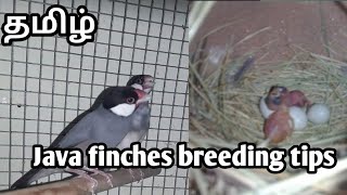 Java finches care and breeding tips in tamil