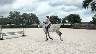 Shopping for a big horse in Ocala near World Equestrian Center !!