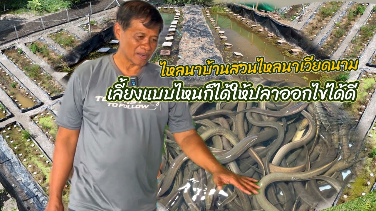 ผลผลิตเก็บไข่ในบ่อ3พันตัวเลี้ยงแบบไหนก็ได้ให้ปลาไหลออกไข่ได้ดี #ไหลนาเวียดนาม