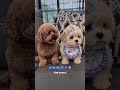 learning chinese with me #learning #china #foryou #learnenglish #animals
