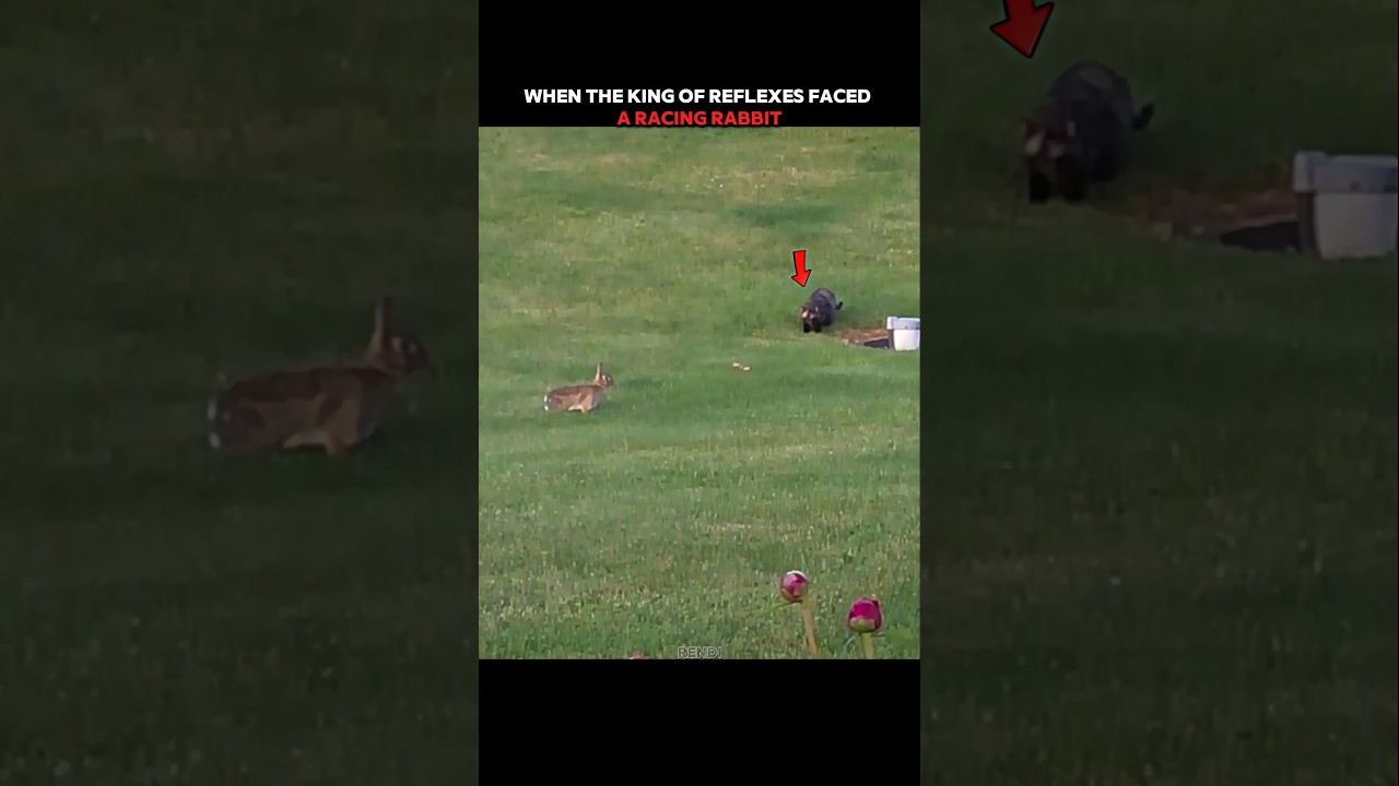 The King of Reflexes vs a Racing Rabbit! #trending #animals #wildlife #youtubeshorts #cat #rabbit