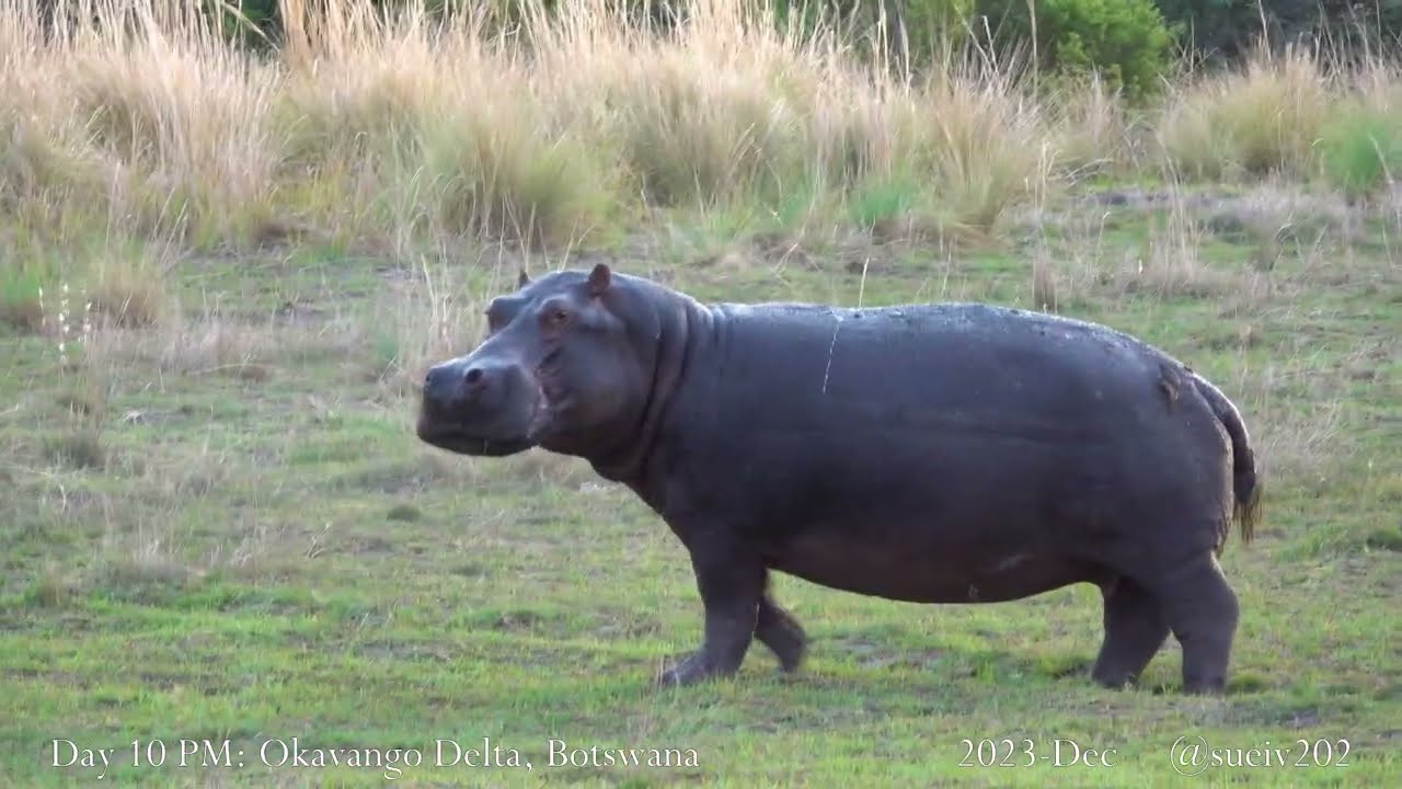 mohawk lion and the hippo - part 6 - hippo snorts, doesn't see lion