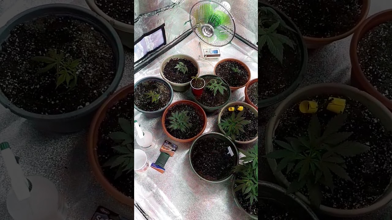Growing with RJ cannabis grow update gods green crack