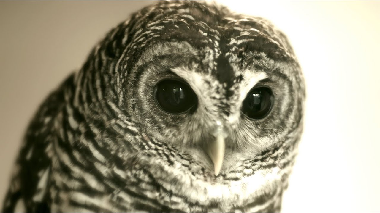 アカアシモリフクロウ Rufous-legged Owl 