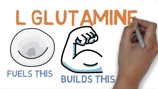 L GLUTAMINE : WHAT DOES GLUTAMINE DO