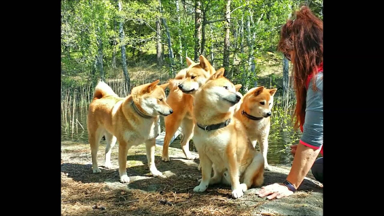 shiba no kai
