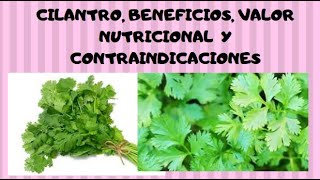 CILANTRO, BENEFICIOS, VALOR NUTRICIONAL  Y CONTRAINDICACIONES