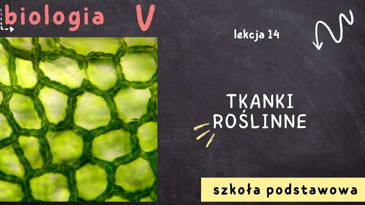 Biologia klasa 5 [Lekcja 14 - Tkanki roślinne] - YouTube