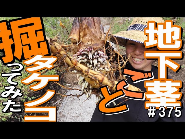 大きな竹の根っこ生活様用 流竹 大きな竹の根っこ 身近で不思議なタケの生態に迫る！：農林水産省