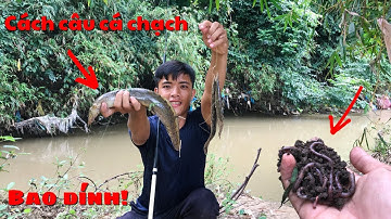 Cách câu cá chạch nhanh dính nhất/hốt cả ổ cá chạch luôn