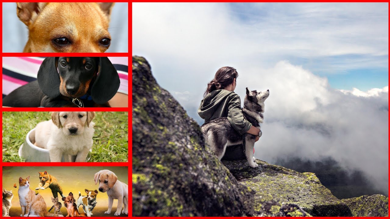 dogs funny😂 videos🥰 whatsapp status