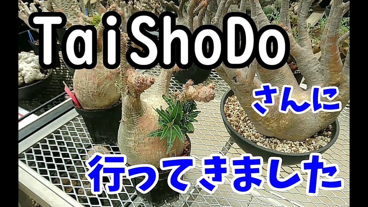 大正堂さんに行ってきた！そしてすごい株を購入！？グラキリス・パキプス・マカイエンセ・ギラウミニアナ・アガベがいっぱい！