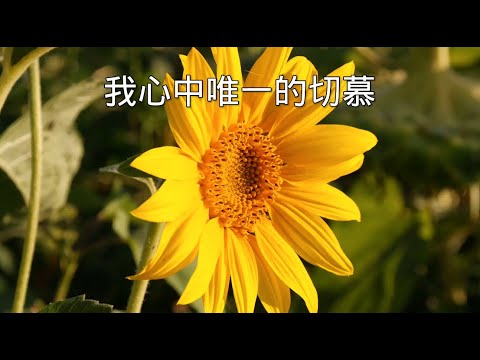 我心旋律《生命的执着》爱飞心赞