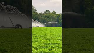 Regando Mani Watering Peanuts