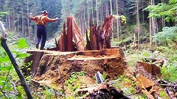 Synthetic Most Dangerous Biggest Tree Felling Cutting Down with Chainsaw Machine, Best Work