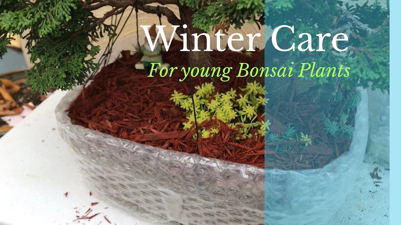 Winter care for Young Bonsai/Plants YouTube