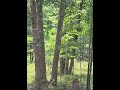 #Buck #Fox