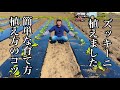 ズッキーニ栽培・育て方「苗の植え方〜育て方のコツ」22/4/11