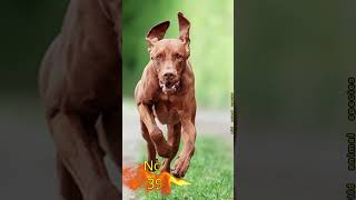 Top 10 Fastest Dogs in the World  #dog #fastestdog