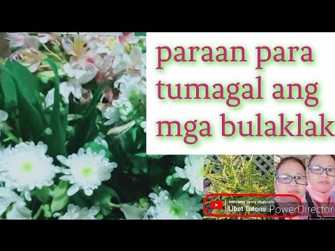 Video: Kupas na ang mga tulip. Ano ang gagawin ng florist?