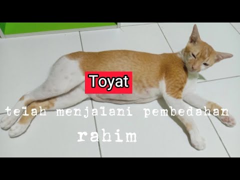 Video: Jangkitan Rahim Pada Kucing - Jangkitan Rahim Pada Kucing