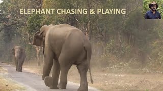 Elephant Chasing & Playing