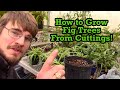 How to Grow Fig Trees From Cuttings!