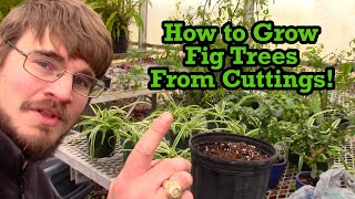 How to Grow Fig Trees From Cuttings!