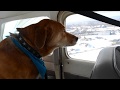 Dog's First Flight Dog's First Flight