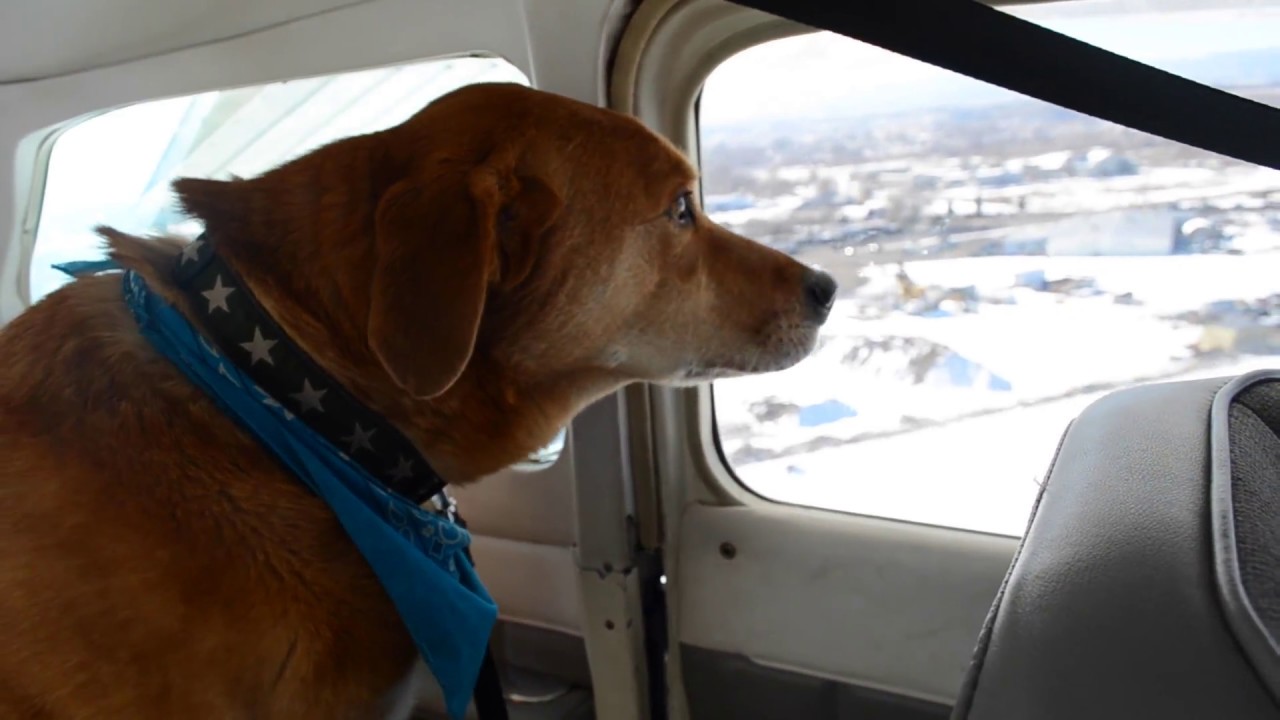 Dog's First Flight - YouTube