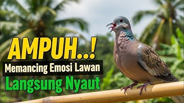 Suara Burung Tekukur Gacor Kuk 2 Ahlinya Memanggil Lawan Agar Cepat Bunyi