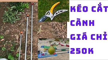 Mới xuất hiện 3 mẫu kéo cắt cành trên cao + hái và giữ quả đến 5kg .giá rẻ.