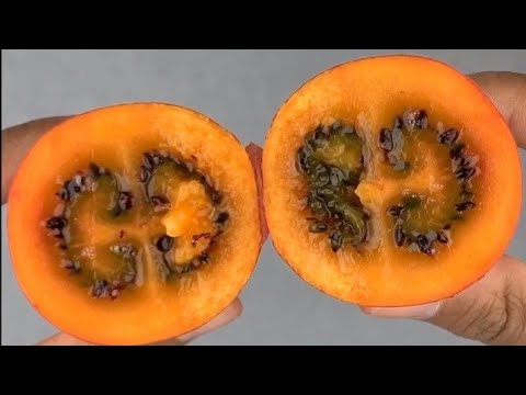 فاكهة تاماريل و من كولومبيا