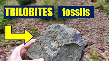 Fossil Hunting Trilobites 400 million year old fossils (& quartz crystal) digging in a quarry (2021)