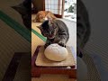 お餅で一心不乱に爪とぎをする猫