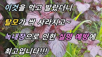 이것을 먹고 발랐더니  탈모가 싹 사라졌다!!(실명 예방, 항암효과 포함)