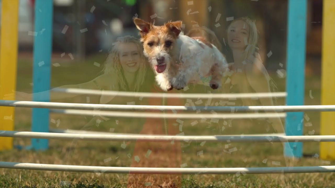 Funny Dog Video I Dog Video I Dog Outdoor @kidstvsongs