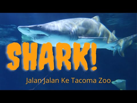 Video: Zoo dan Akuarium Point Defiance di Tacoma WA