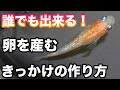 メダカが産卵しないと困っている方へ!めだかの産卵を誘発するとても簡単な方法!