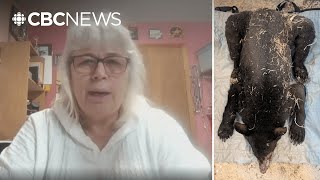 Rescuers Say This Northern B.c. Bear Cubs Survival Was A Christmas Miracle