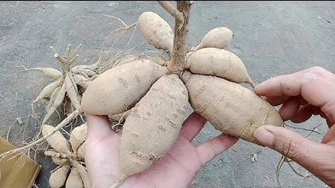 Cách Bảo Quản Củ Giống Hoa Thược Dược Khô Qua Mùa Hè