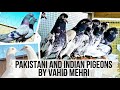 Пакистанские, индийские голуби. Pakistani and Indian high flyer pigeons by Vahid Mehri. Iran.