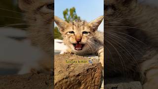 Mother cat meow meow meow to attract cats 😺🐾 #shorts #cute #cat