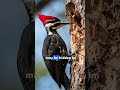 Why Don’t Woodpeckers Get Brain Damage?
