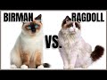 Birman Cat VS. Ragdoll Cat の動画、YouTube動画。