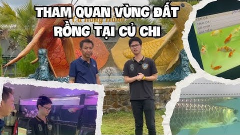 Tham quan Vùng đất Rồng tại Củ Chi của anh Hoàng Mạnh Long/ Visit Arowana farm in Cu Chi province
