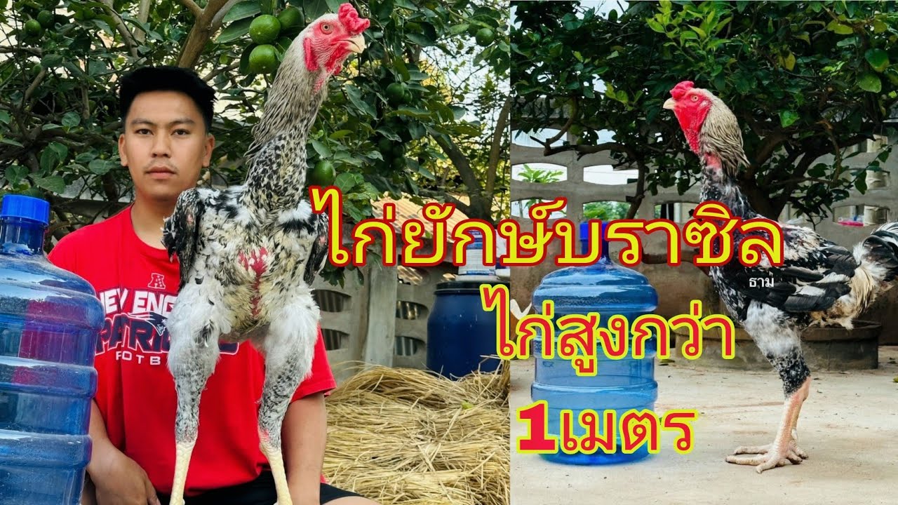 ไก่ยักษ์บราซิลสูงใหญ่ สายพันธุ์ต่างประเทศ ความสูงได้1เมตร